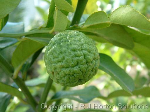 Kaffir lime 